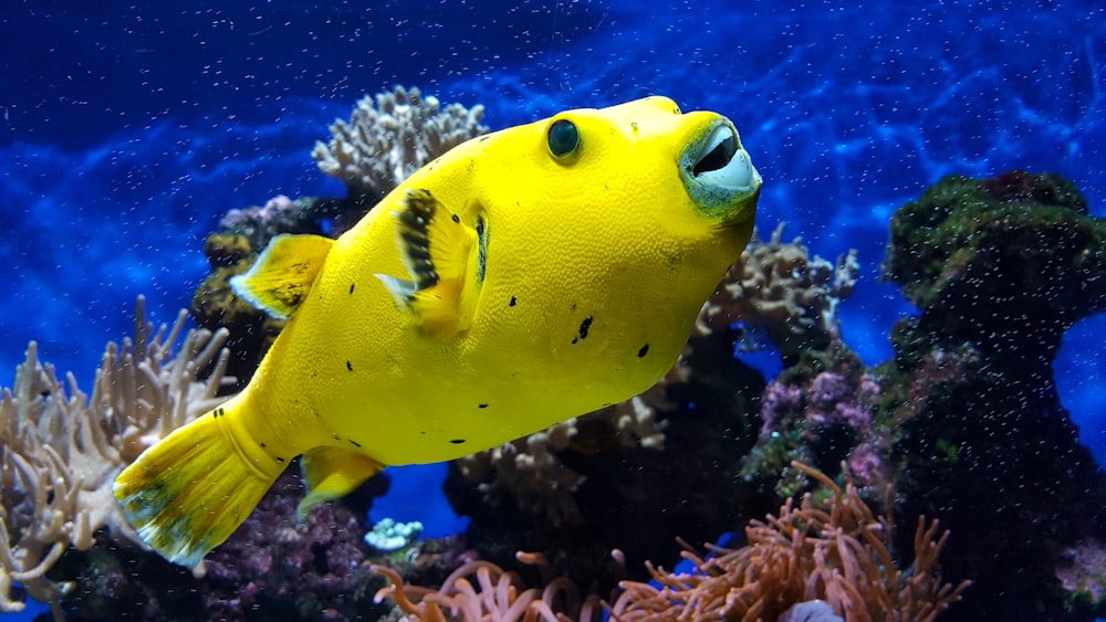 yellow dish under water