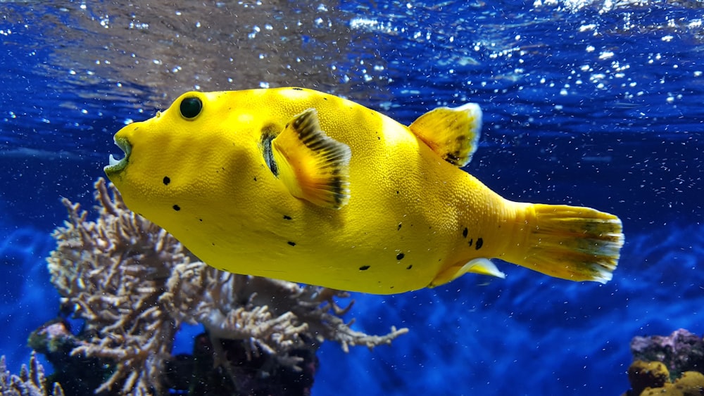 Undewater-Fotografie von gelben Fischen