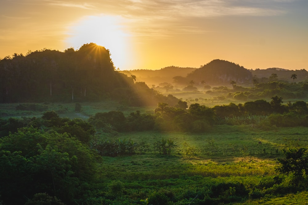 aerial view photography of green forest