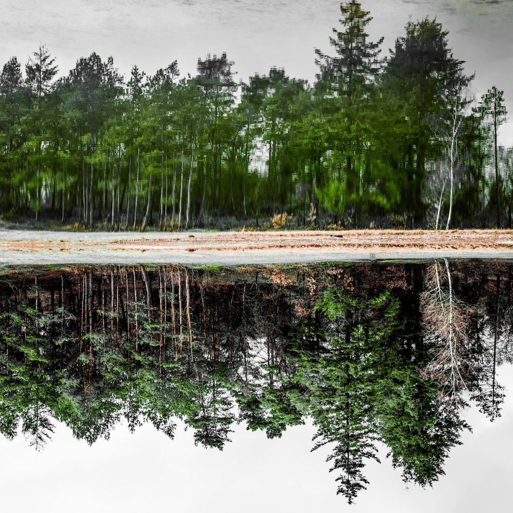 reflection of trees on calm body of water during daytime