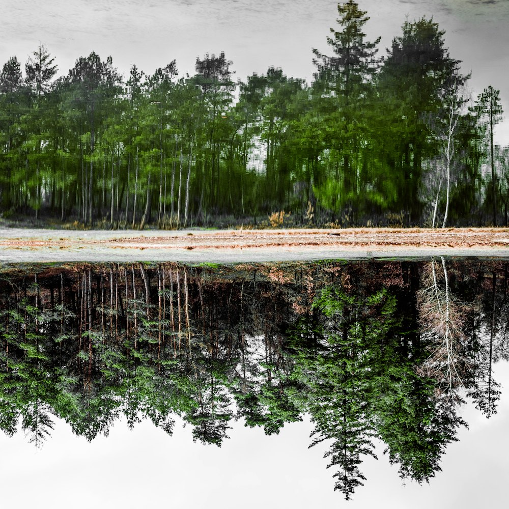 Reflejo de los árboles en el cuerpo de agua tranquilo durante el día