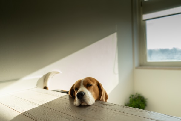 An elegant beagle resting on a cream-colored vintage leather chair in a sunlit room with dark forest green walls.