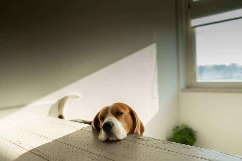 brown dog on table