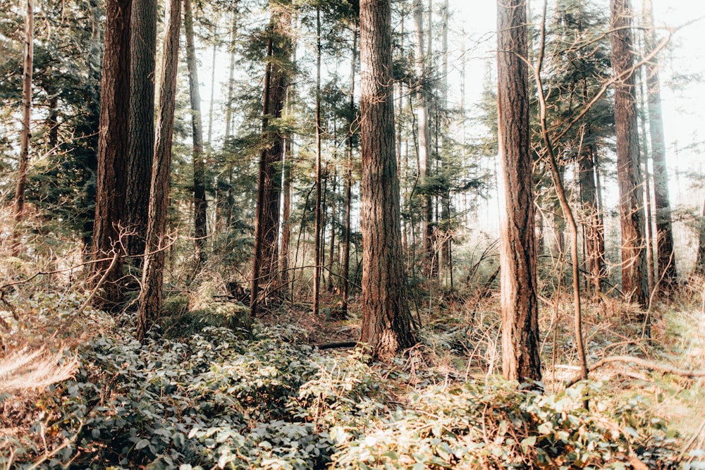 trees on forest during daytime