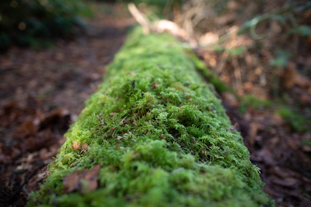 shallow focus photography of green plant