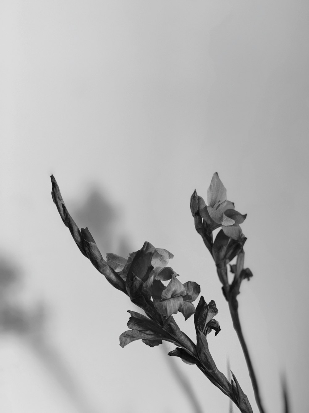 Una foto en blanco y negro de algunas flores