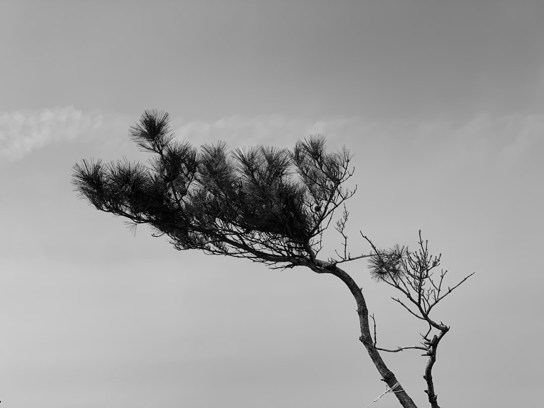 grayscale photography of tree