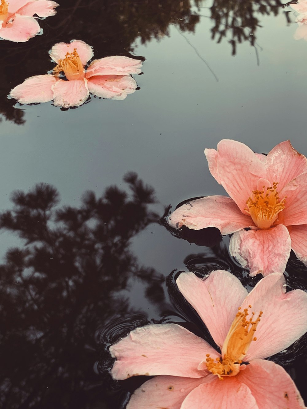 pink petaled flowers