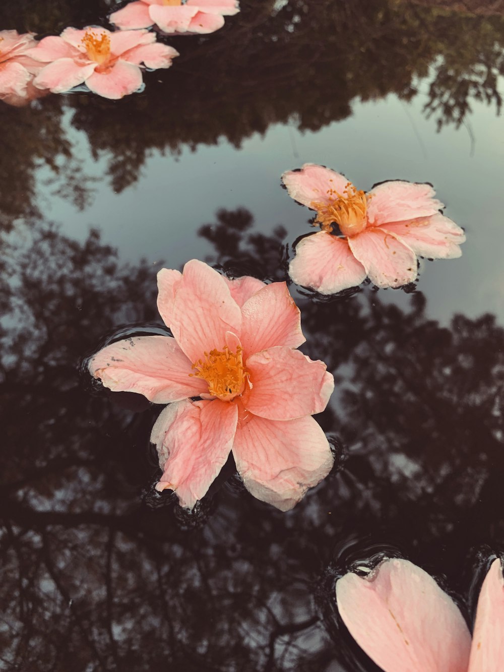 pink flowers on water