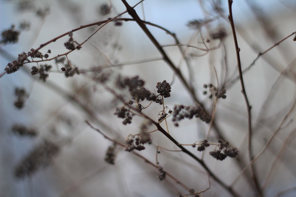 selective focus photography of brown trees