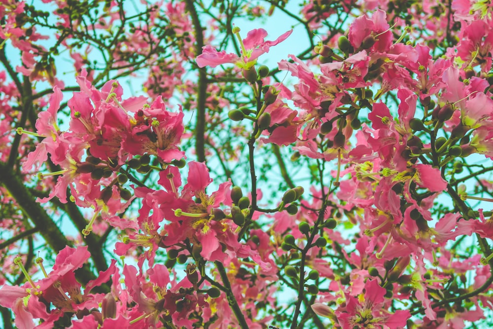 flores de pétalos rosados