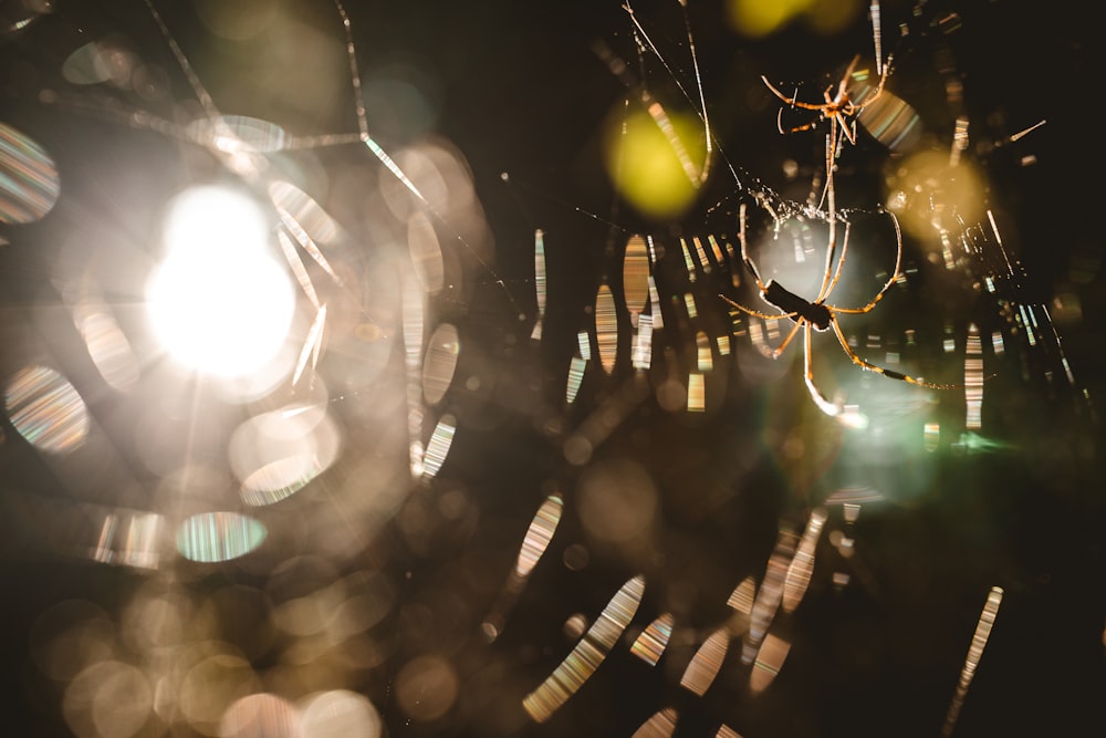 a close up of a spider on a web