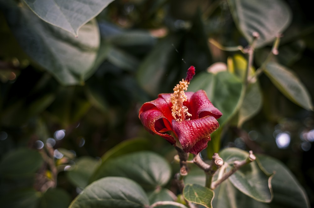 red-petaled flower