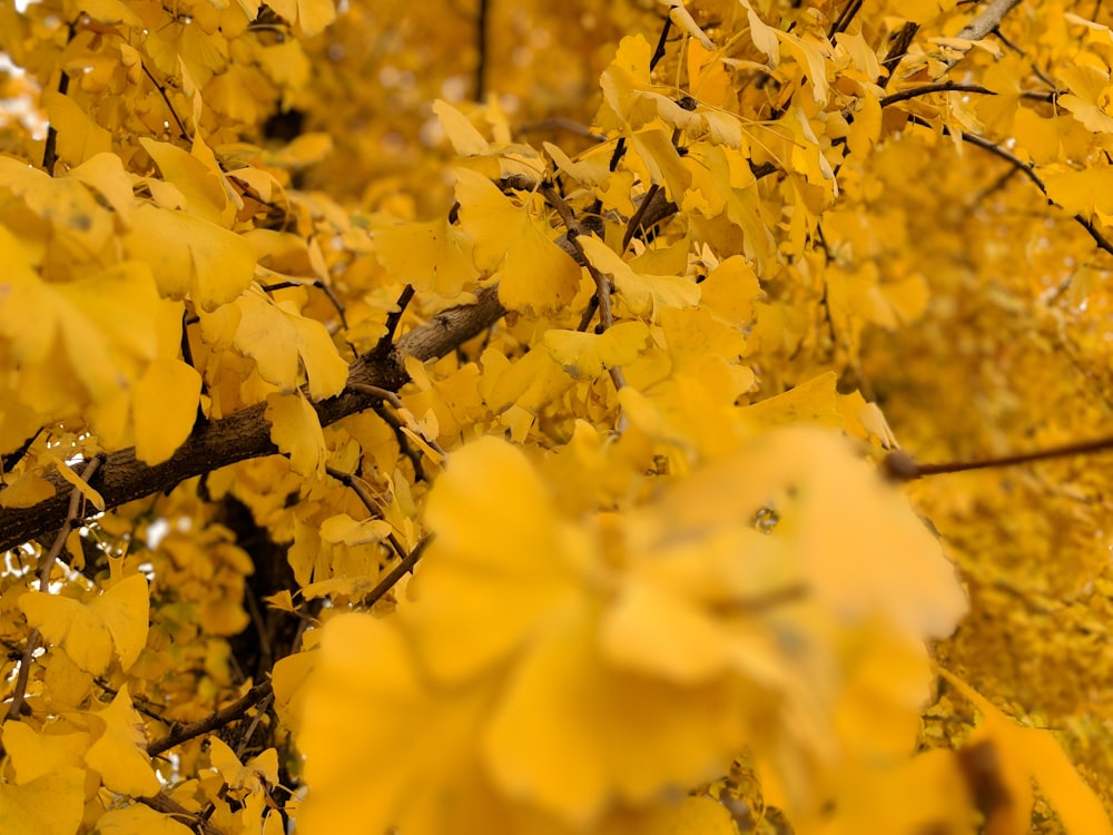 yellow leafed tree during daytime