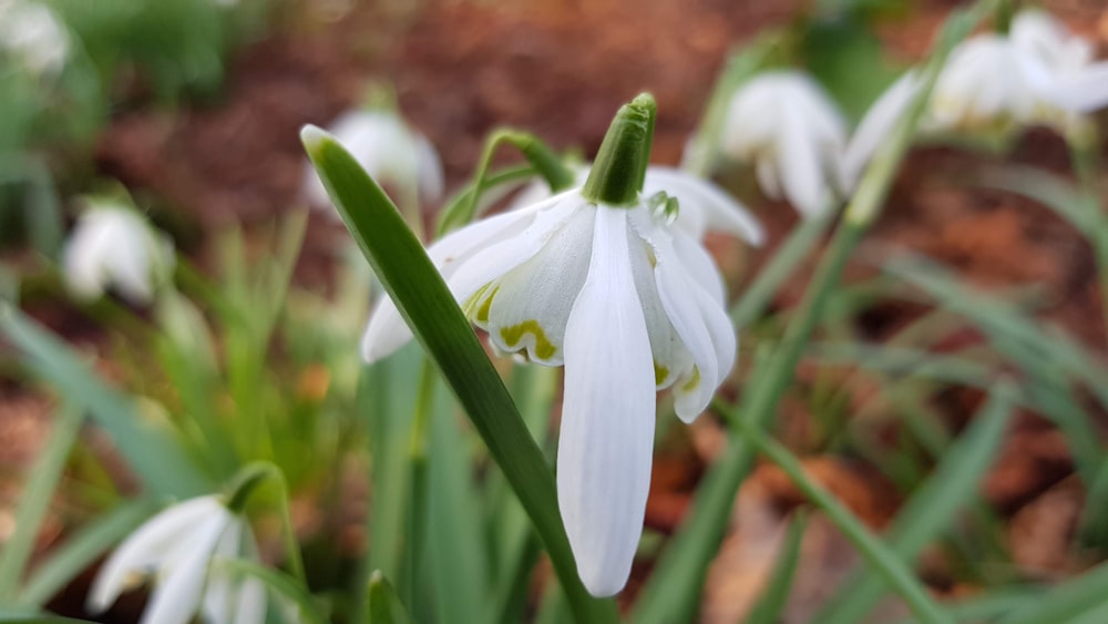 white petaled flower