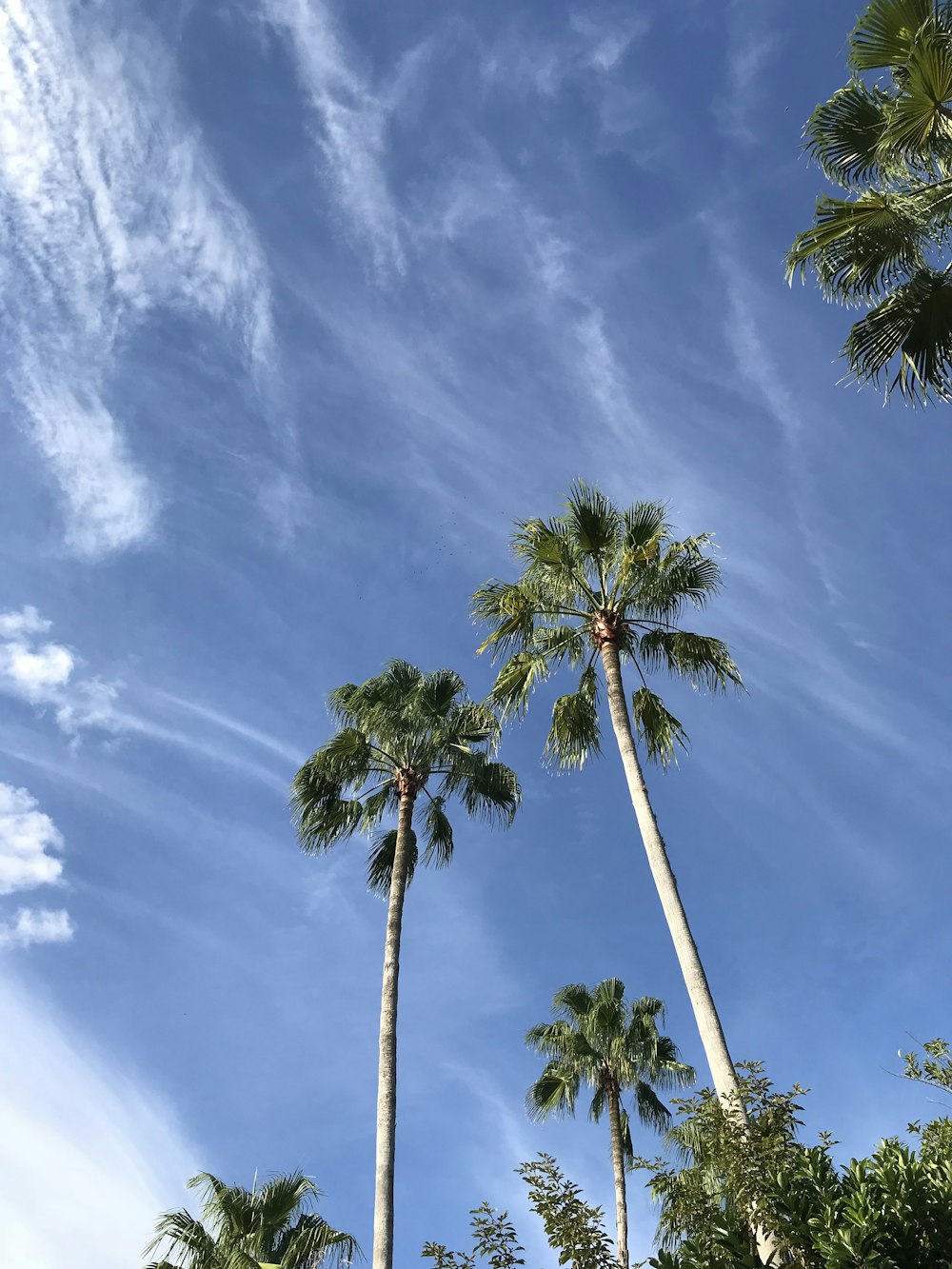 high-angle photography of palm trees during daytime