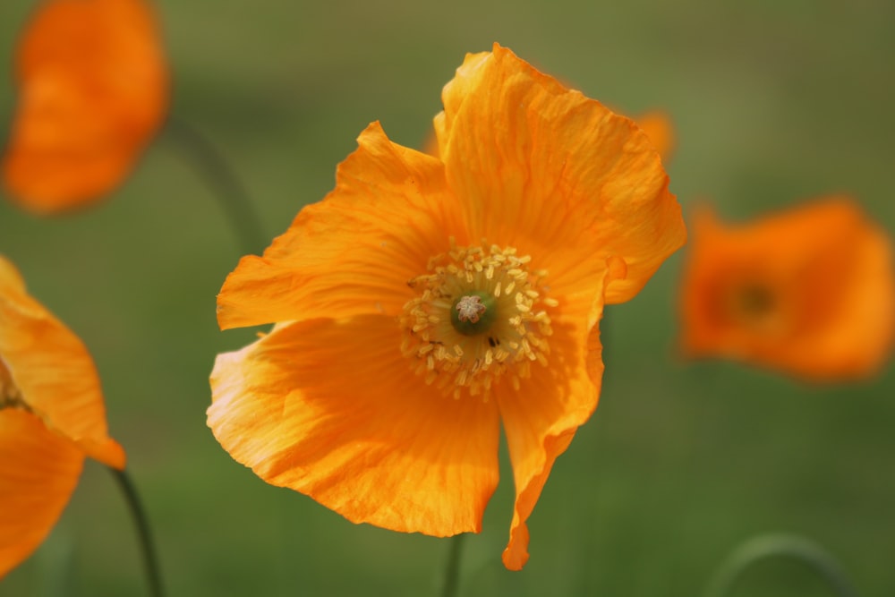 California poppy flower