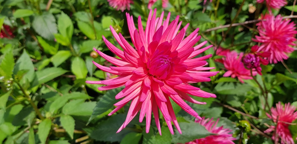 pink-petaled flowers during daytime