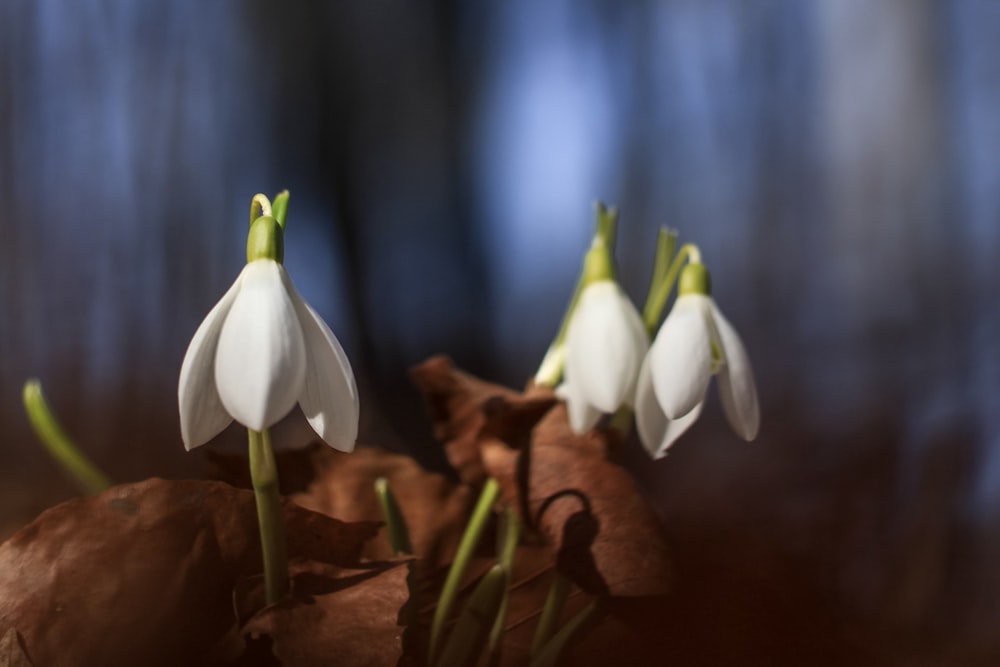 Photographie à mise au point peu profonde de fleurs blanches