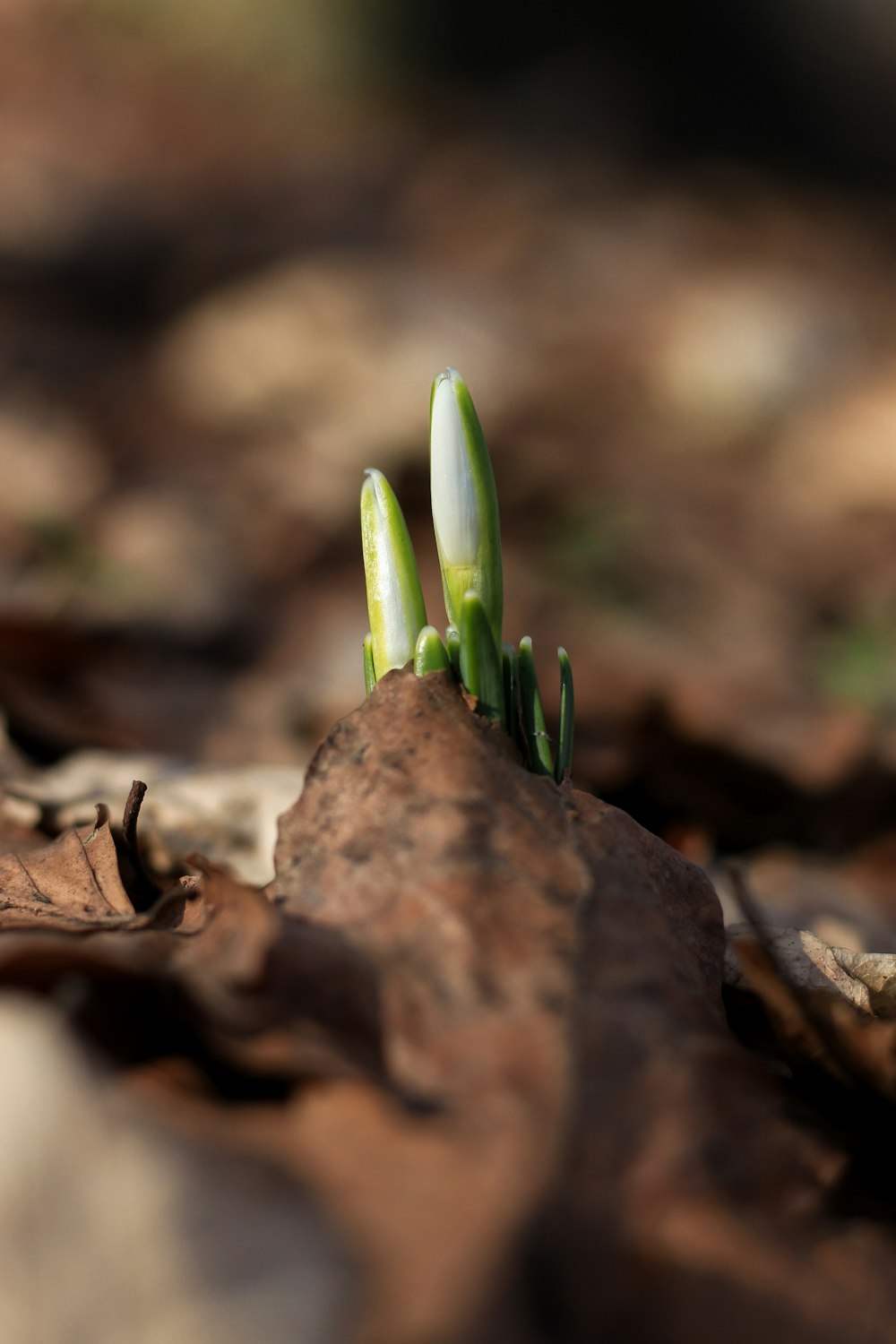 foto macro di pianta a foglia verde