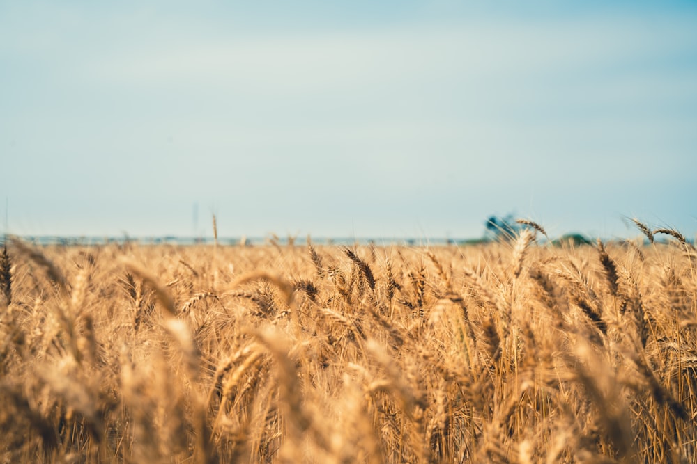 brown wheat plant field during daytime