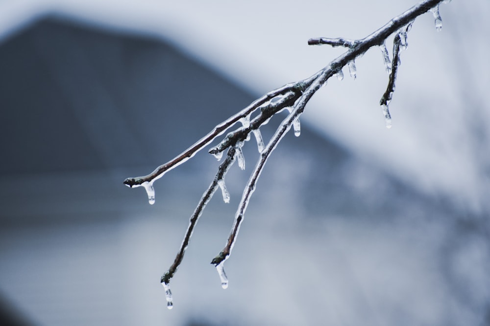 selective focus photo of leafless tree