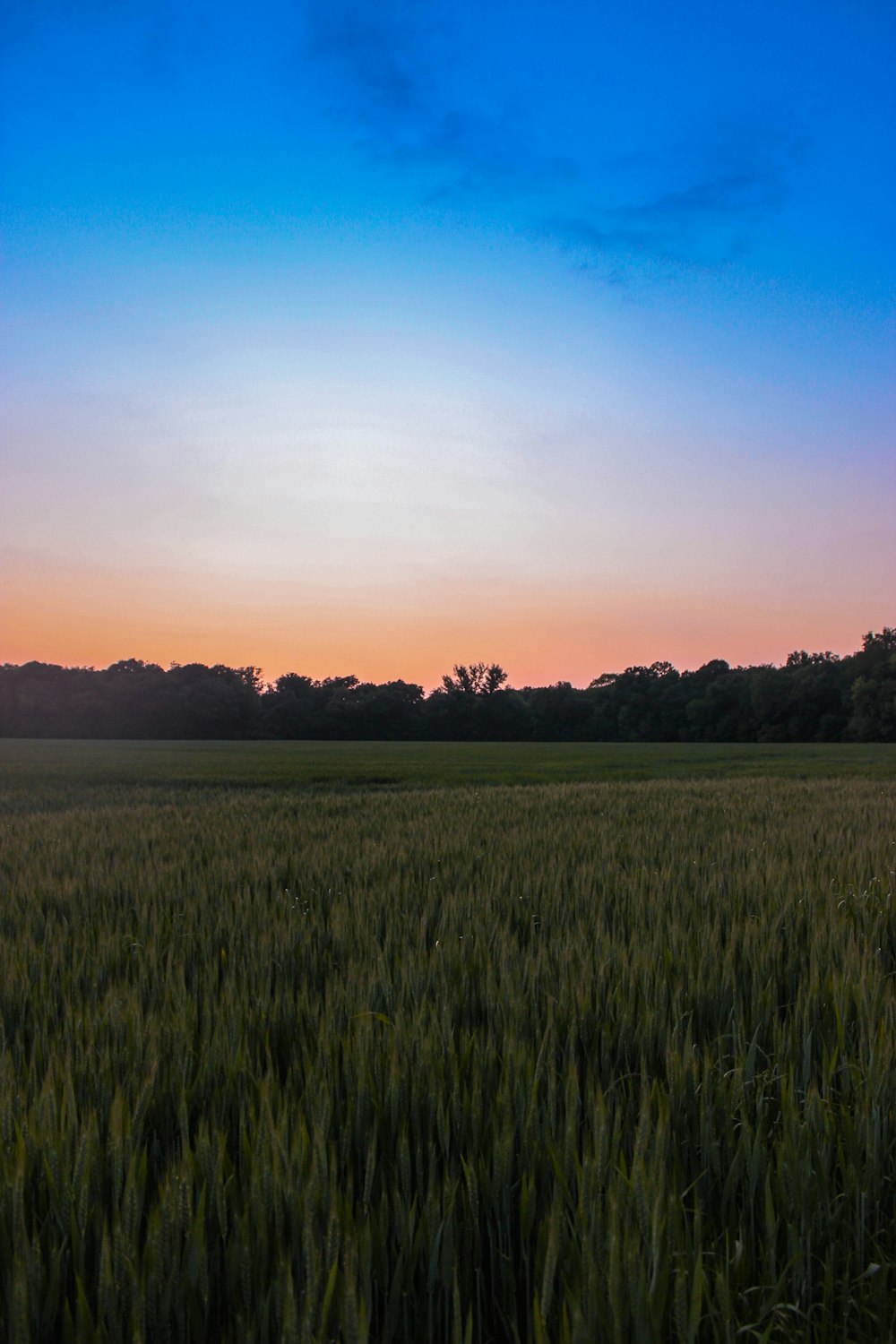 grassland across woods during dawn