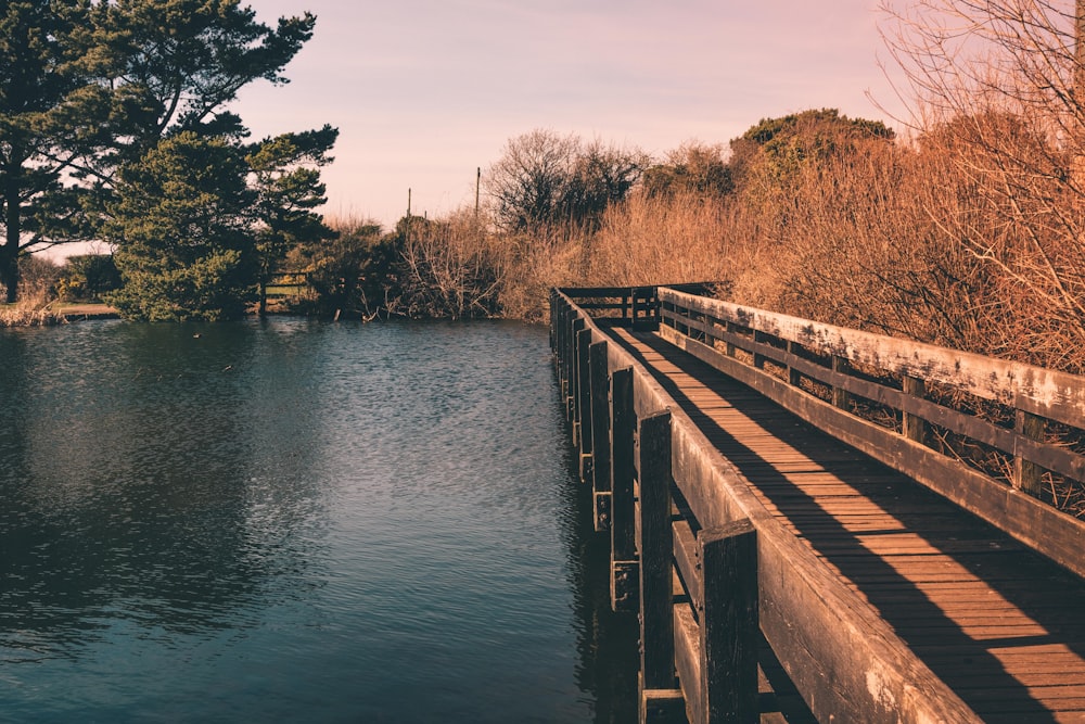 wooden dock over body of water near trees