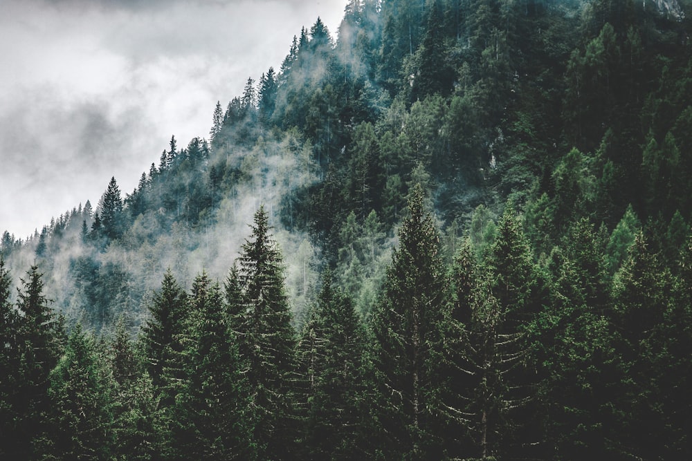 árvores verdes sob o céu nublado branco