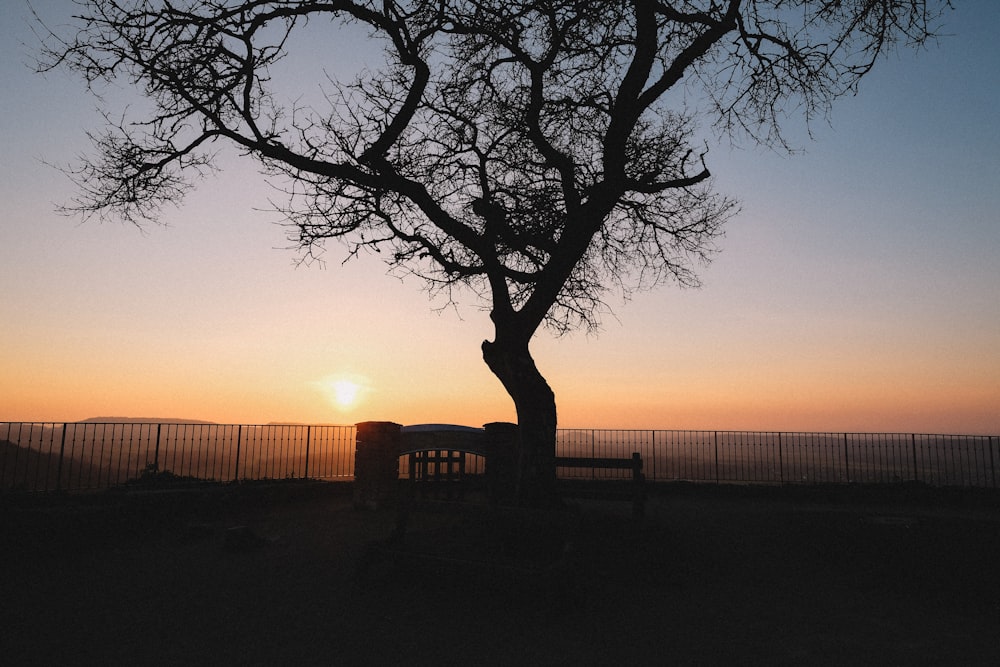 silhouette of tree with sun view