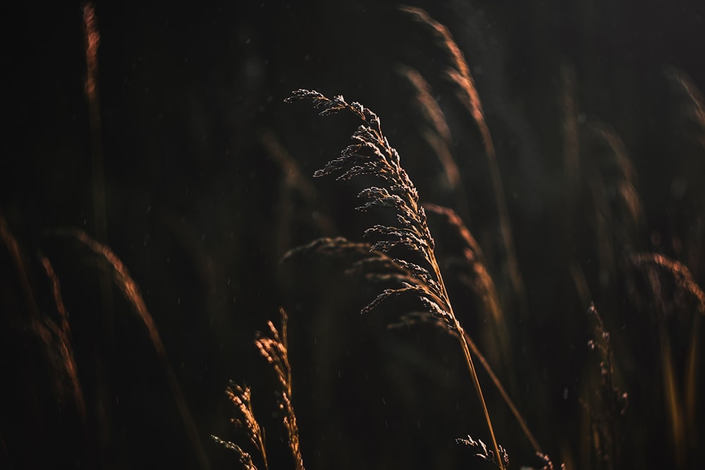 brown wheat plant photo during nighttime