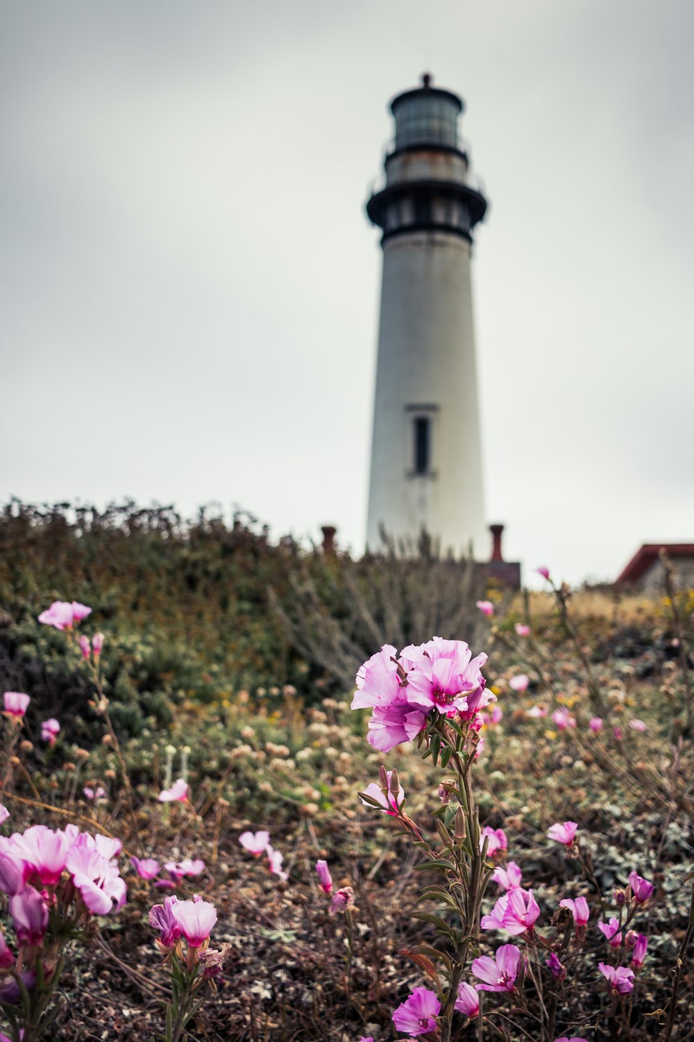 selective focus photo of pink flowers