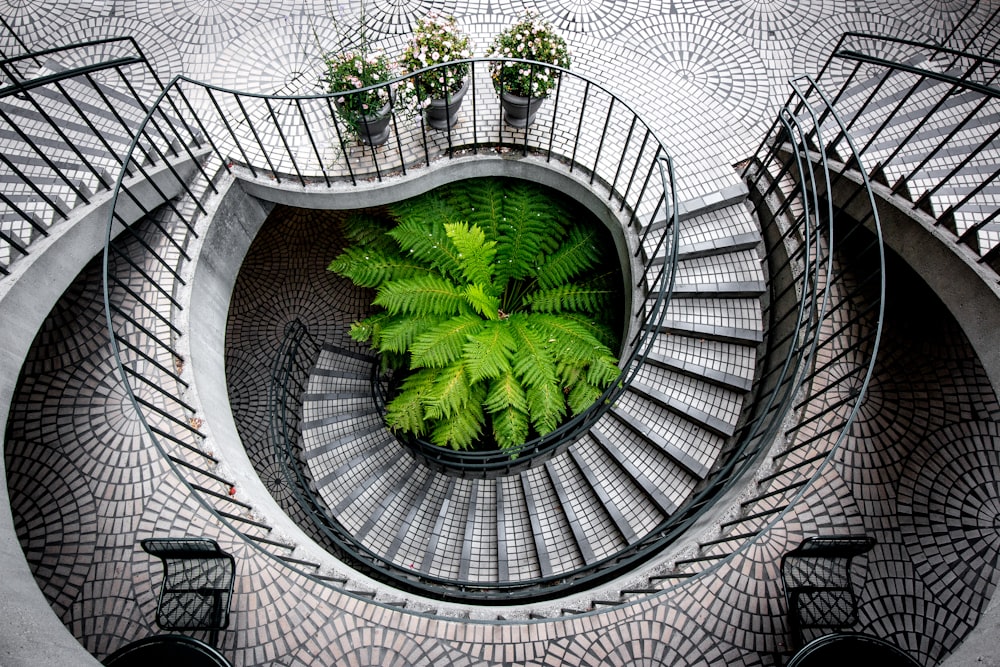 green tree under stair inside building