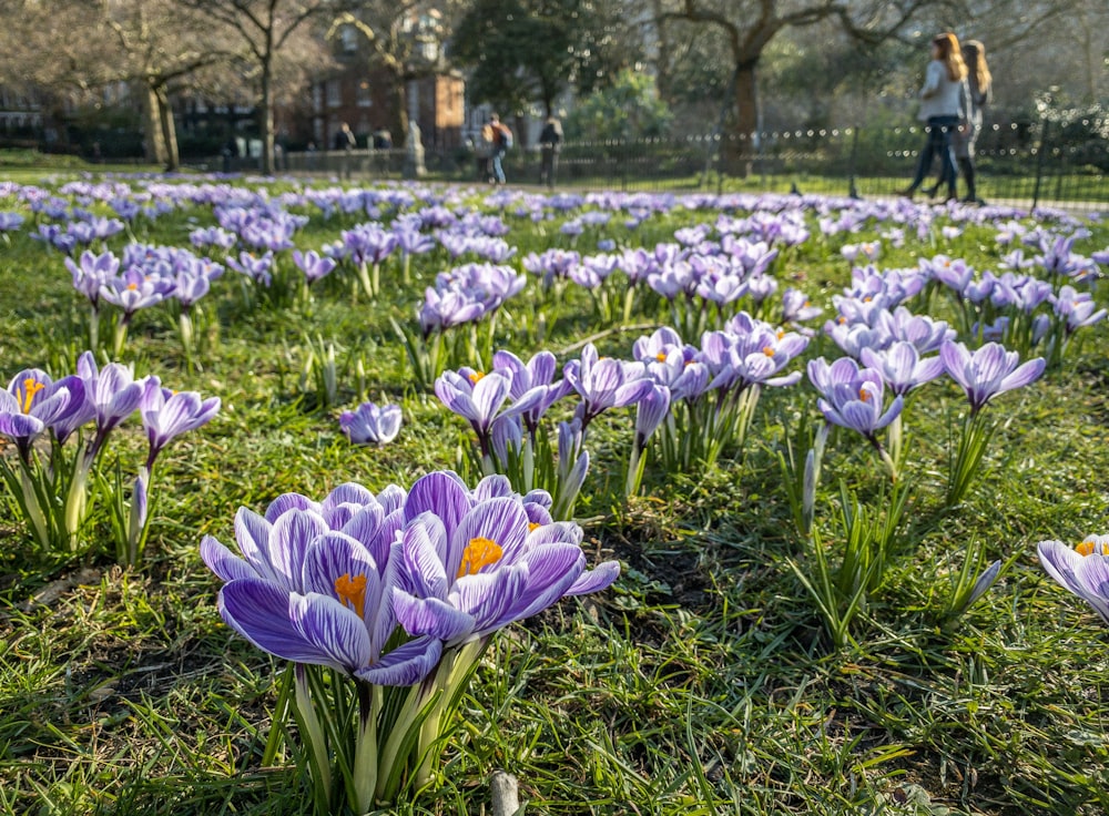 purple-petaled flower field