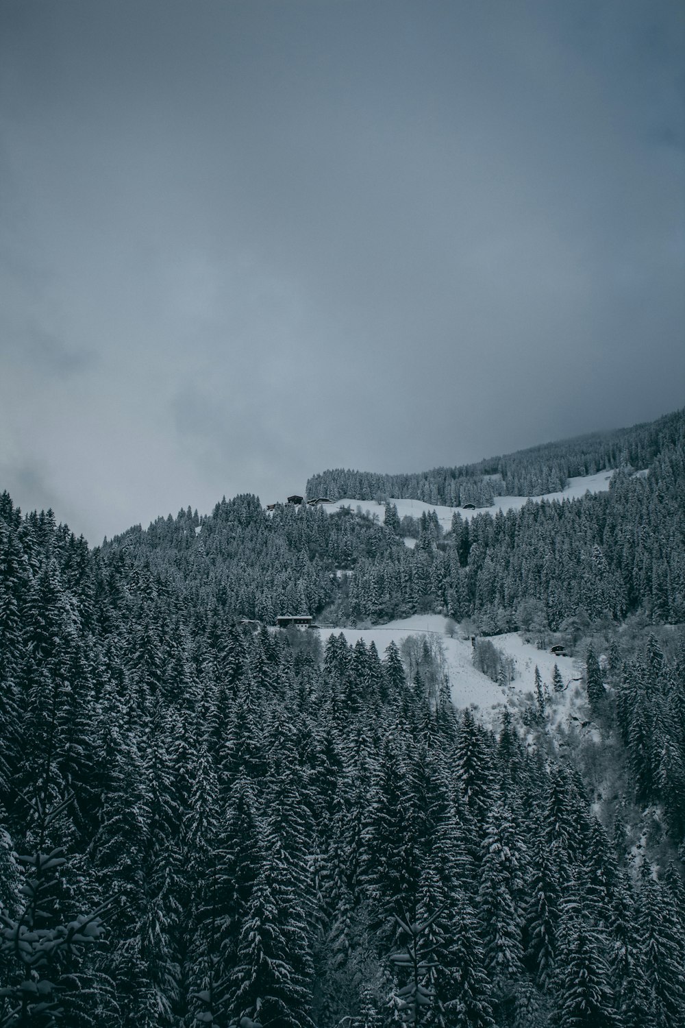 aerial photo of tree on mountains