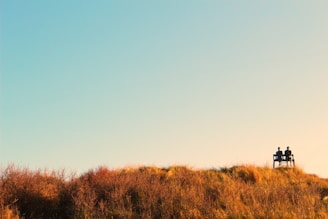 brown grass field during daytime