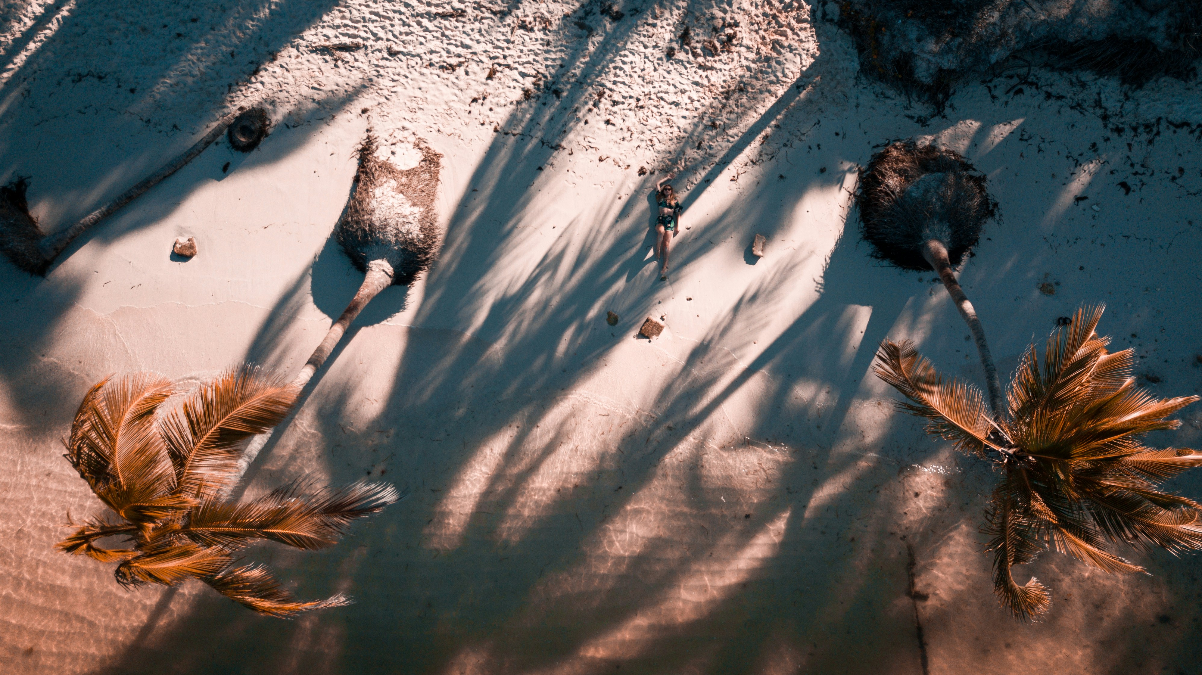 aerial photography of two green coconut trees photo – Free Drone
