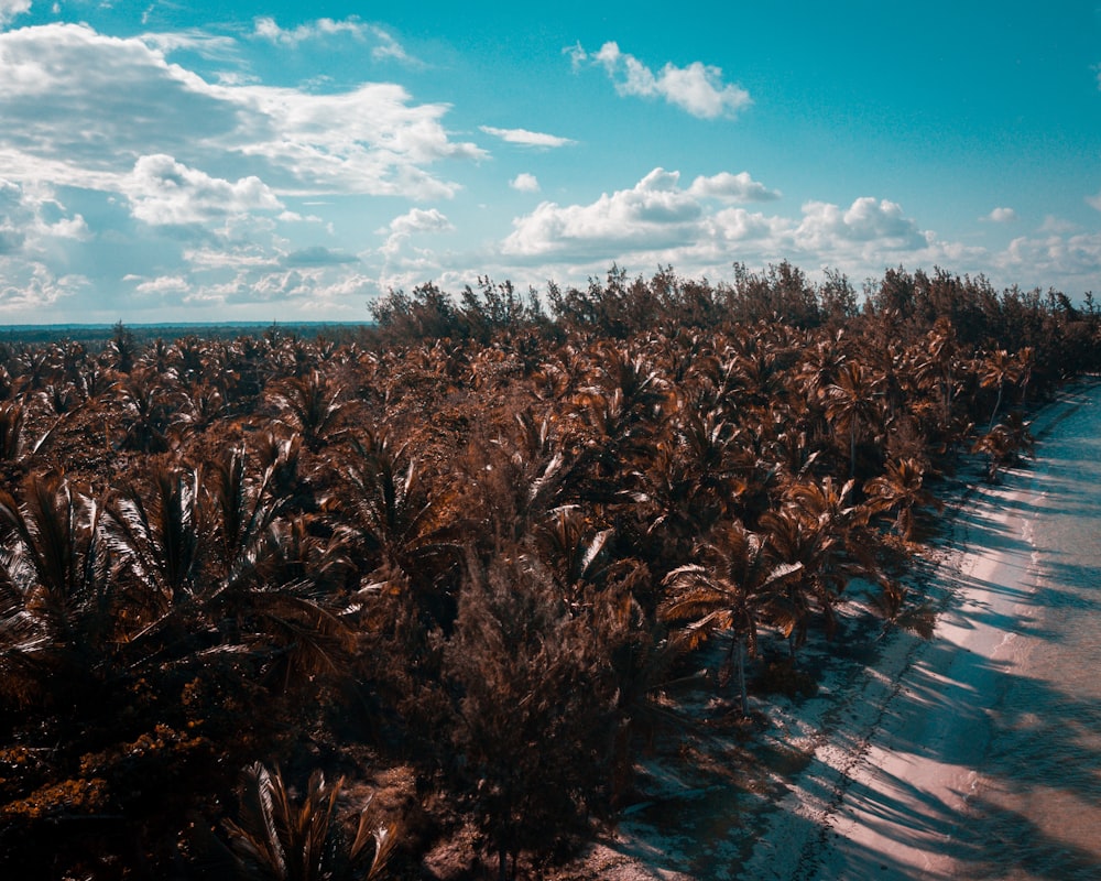 beach and island covered with palm trees