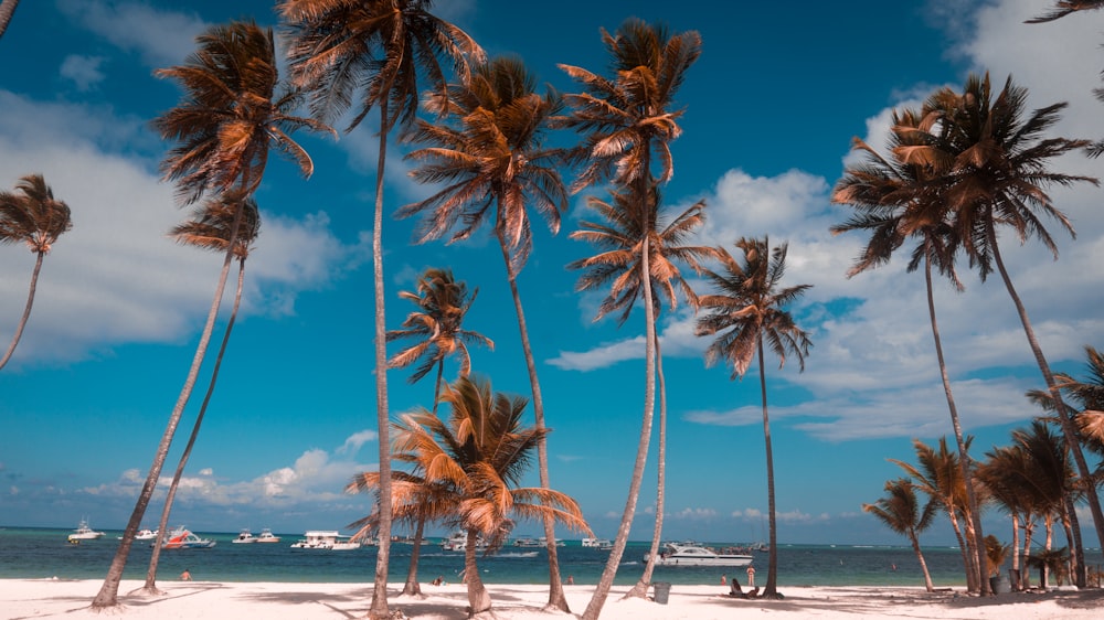 Cocoteros junto al mar durante el día