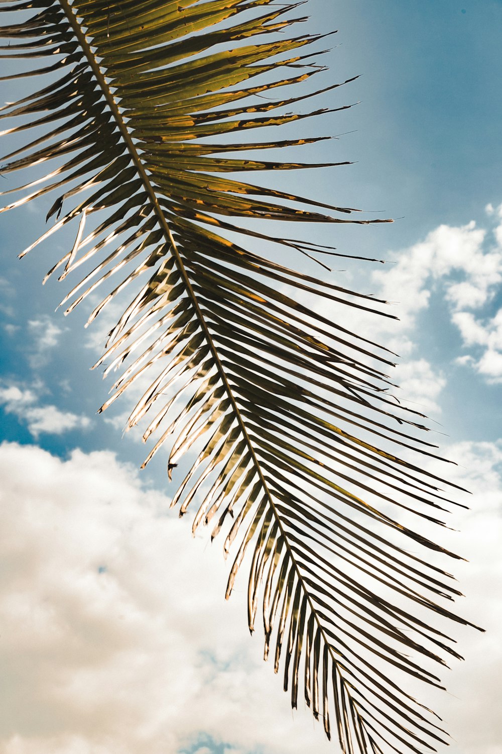 green palm leaves