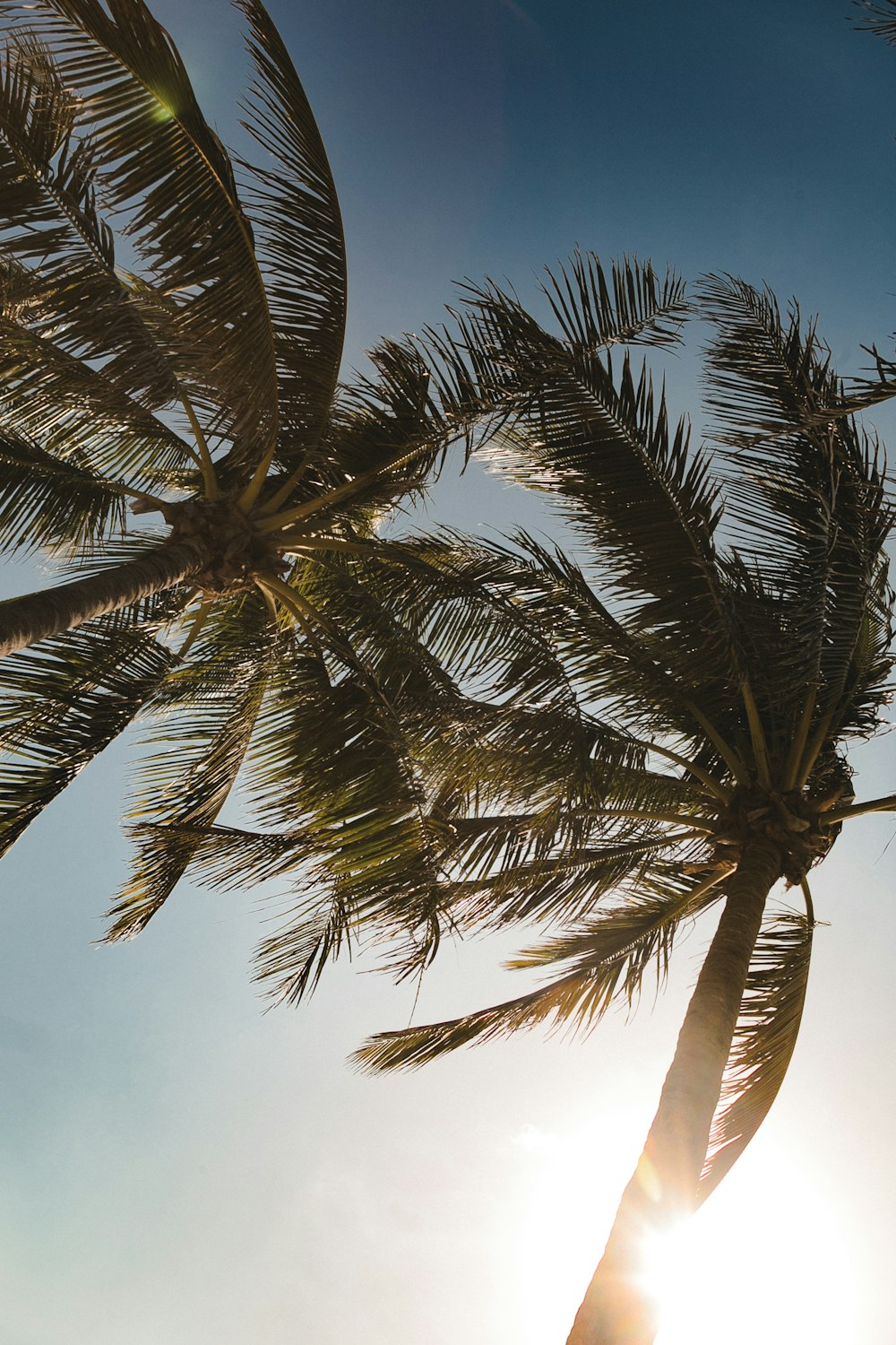 palme da cocco verdi