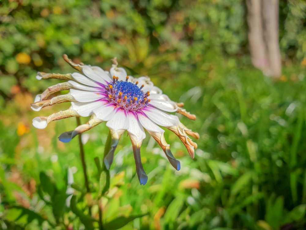 white and purple flowers