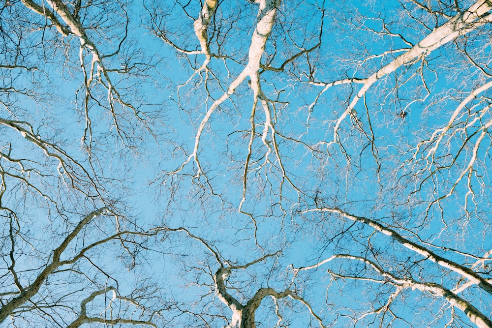 low-angel photography of tree during daytime