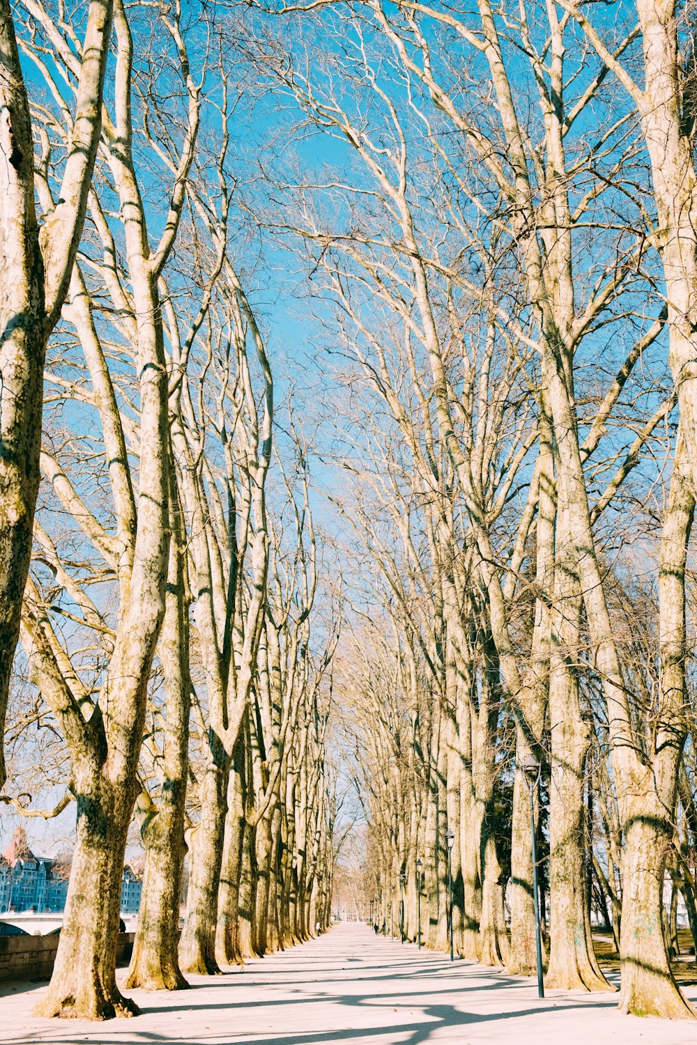 a street lined with trees with no leaves