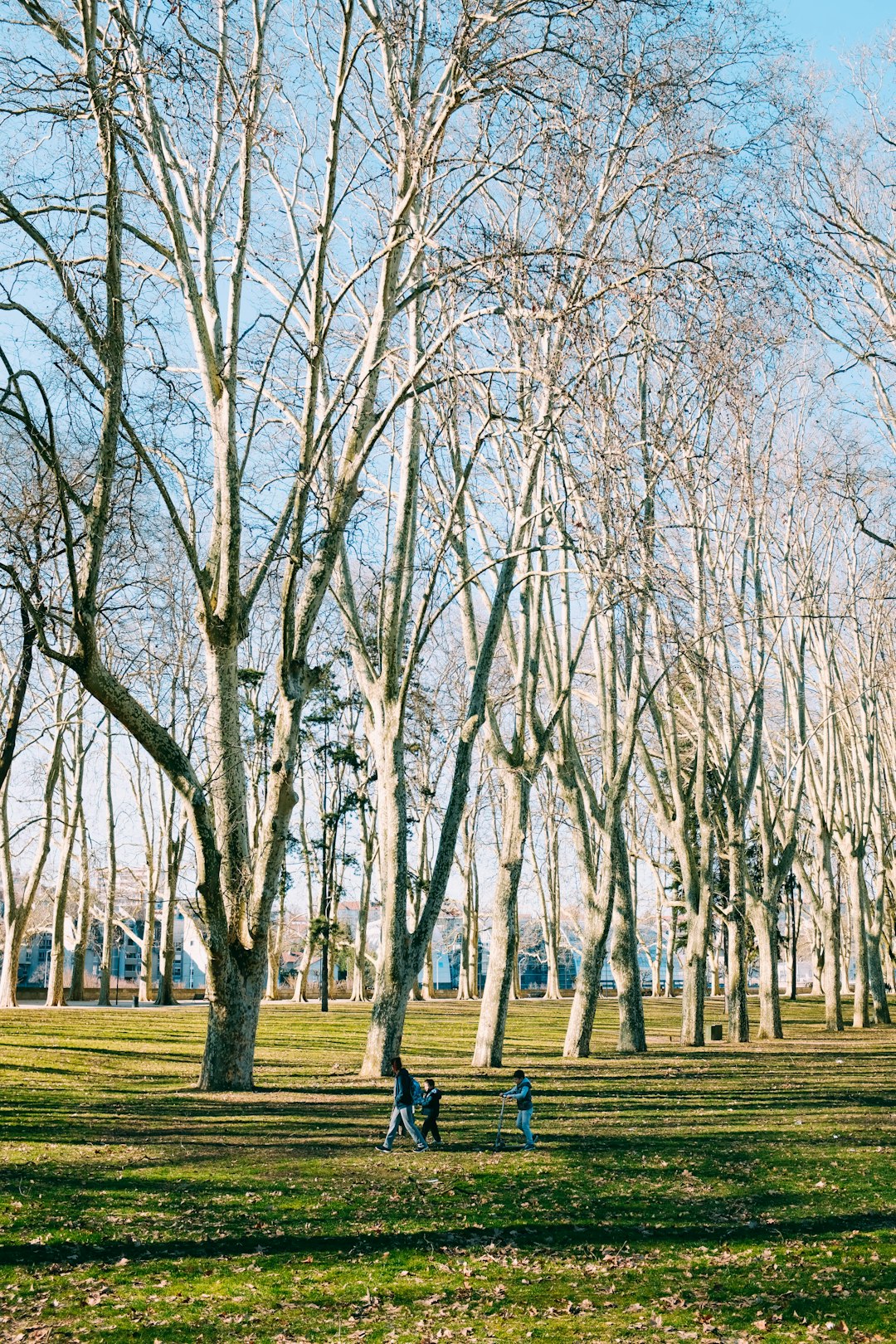 three persons playing on ground near bare trees during daytime
