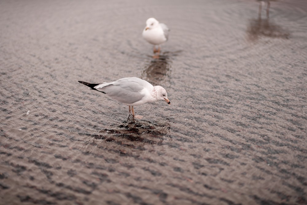 pájaro gris y blanco