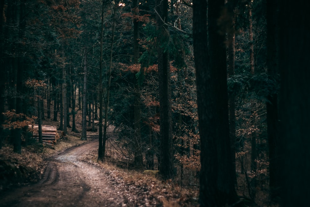 pathway near green trees during daytime