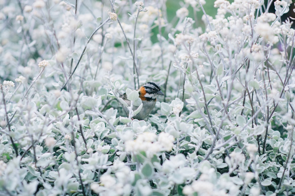 black bird perching on white flower