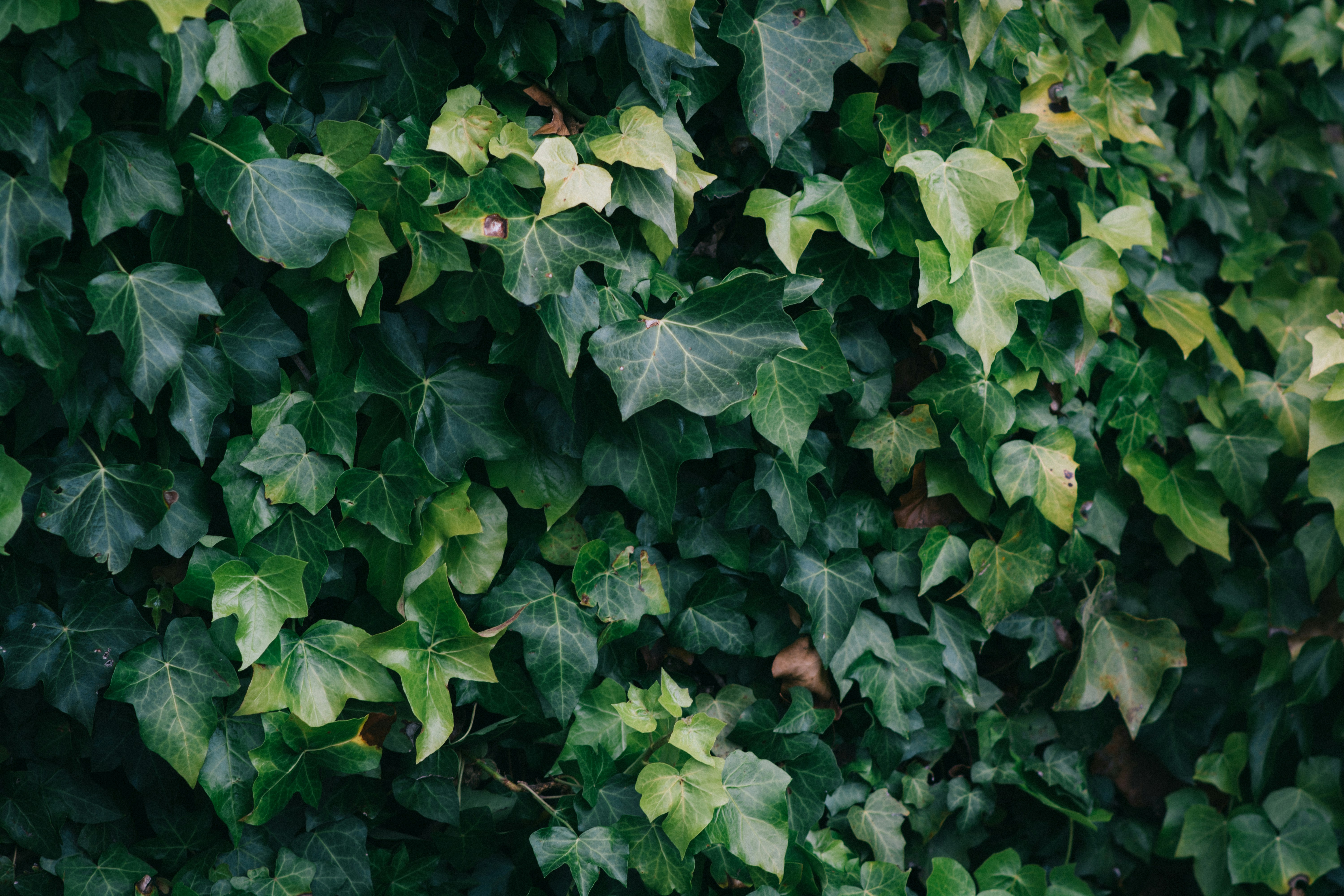 Photo by kobbymendez