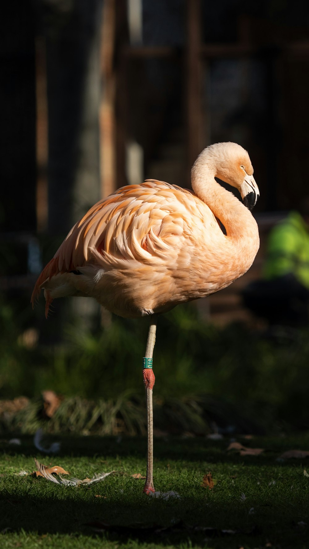 pink flamingo standing on grass field